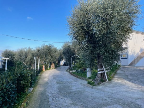Viale alberato con alberi di ulivo.