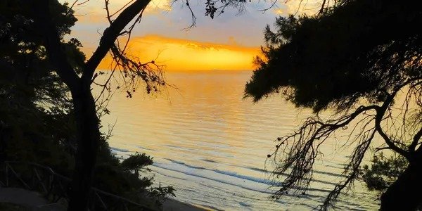 Tramonto sul mare tra gli alberi.