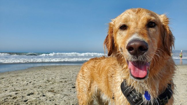 Cane bagnato su una spiaggia con mare sullo sfondo.