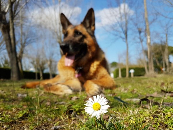 Pastore tedesco sdraiato vicino a una margherita.