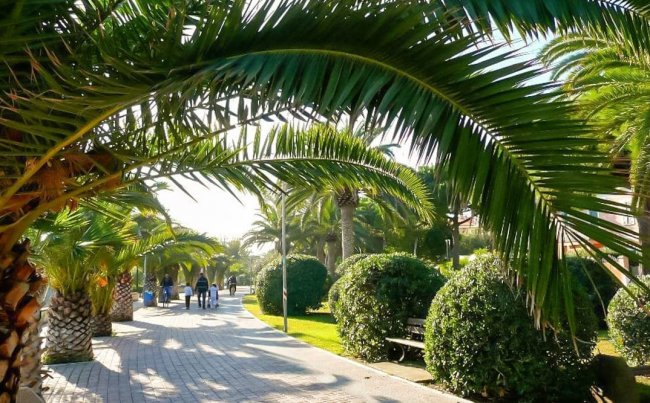 Viale alberato con palme e siepi.